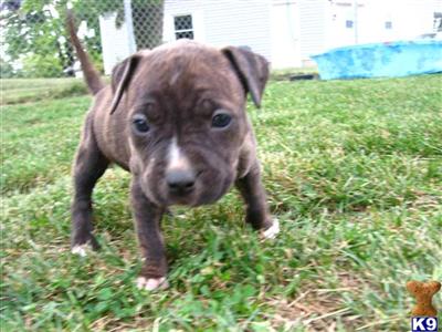 Puppies in COLDWATER
